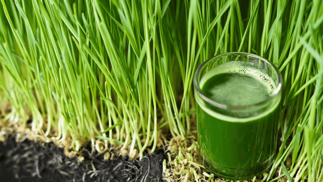 Wheatgrass