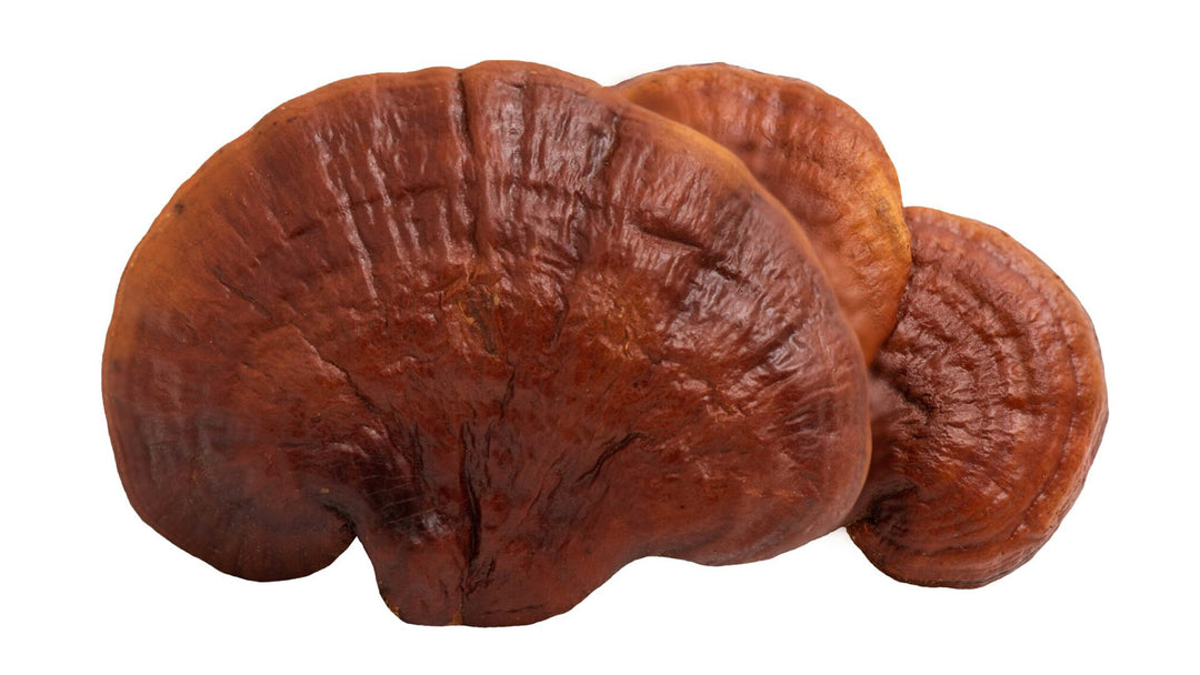 Reishi: The Medicinal Mushroom with Profound Health Benefits