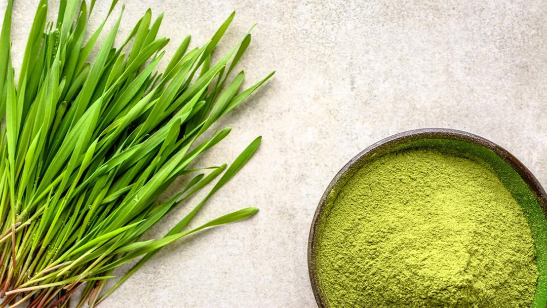 Barley Grass: The Nutrient-Rich Green Superfood