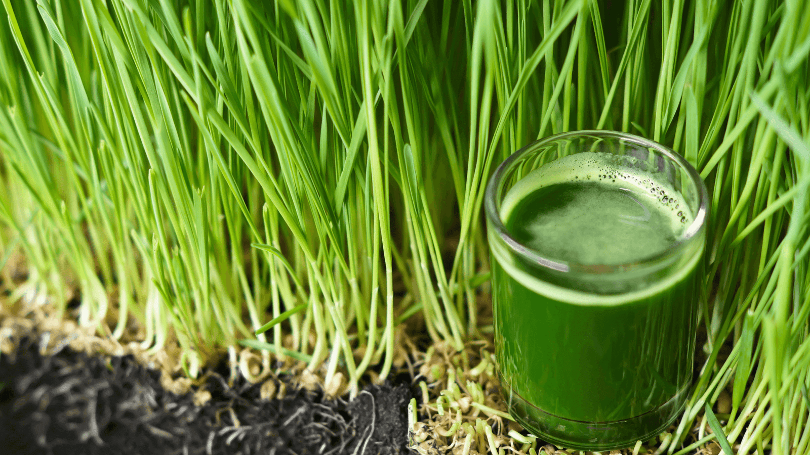 Fresh wheatgrass shots symbolizing health and vitality.