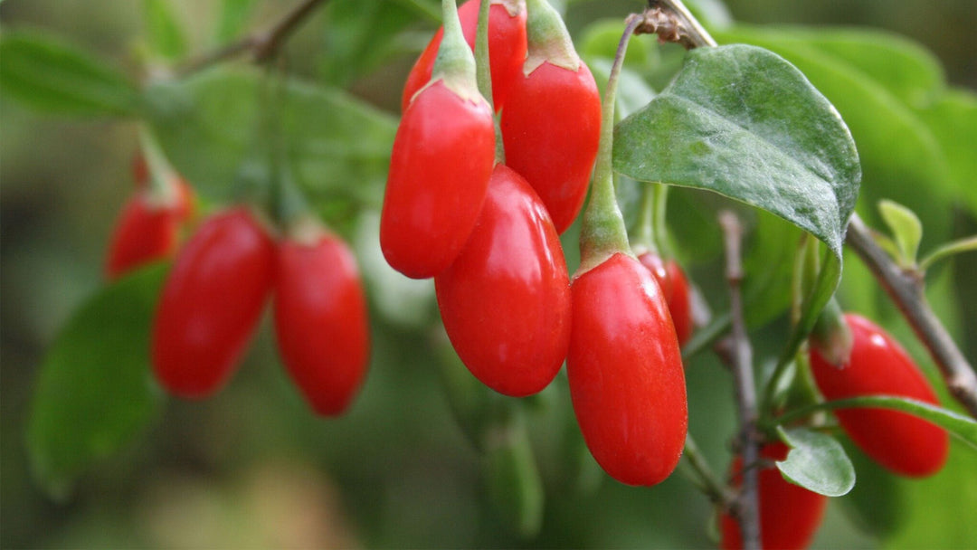 Goji Berries: The Nutrient-Rich Superfood with Antioxidant Power